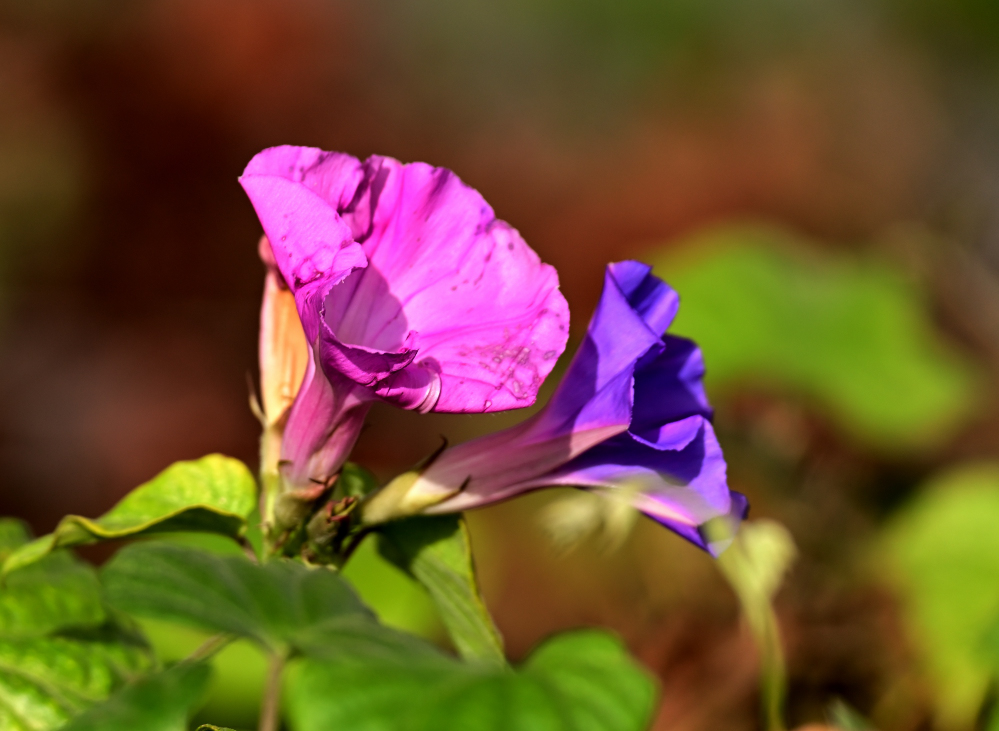 ROY_0638_01.JPG