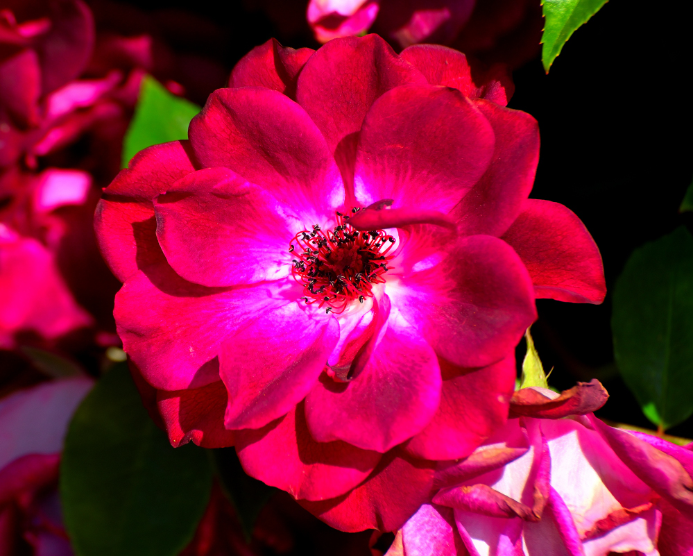 ROY_0652.JPG