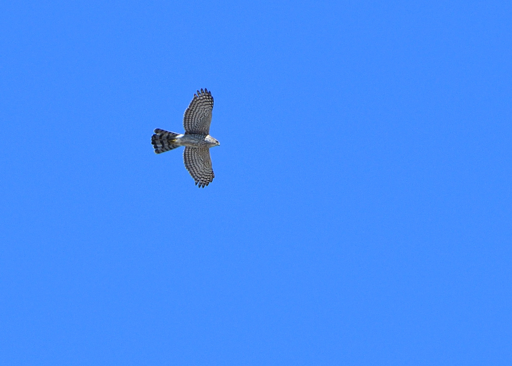 ROY_0654.JPG