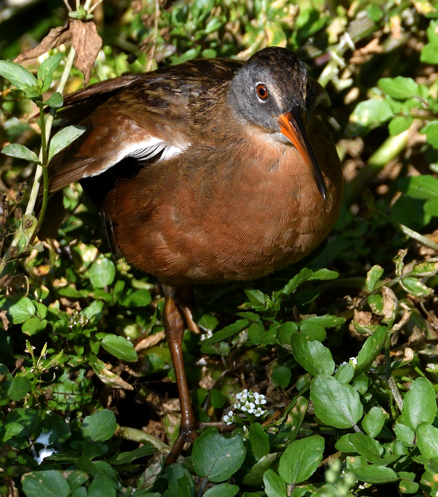 ROY_0661.JPG