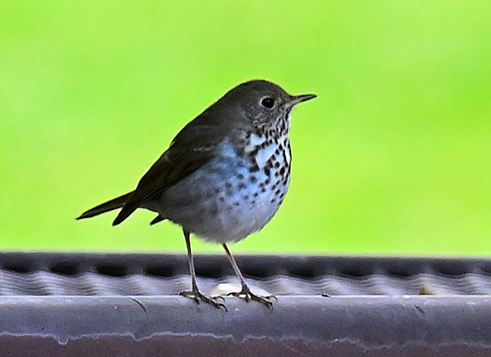 ROY_0701.JPG