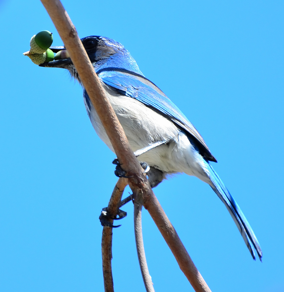 ROY_0714.JPG