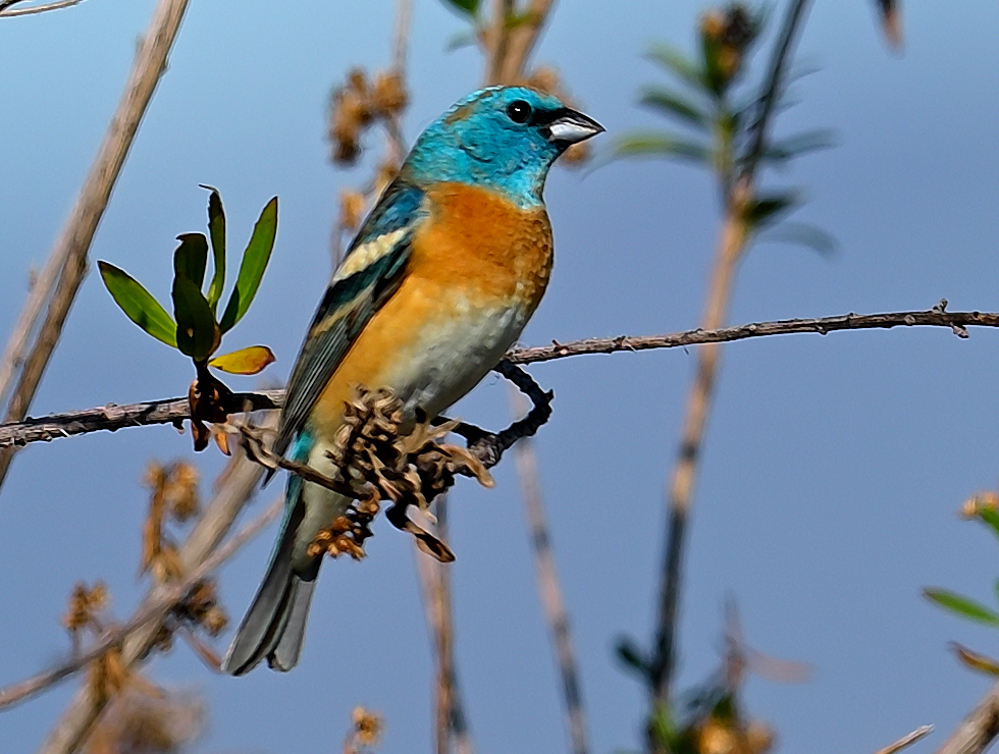 ROY_0743.JPG