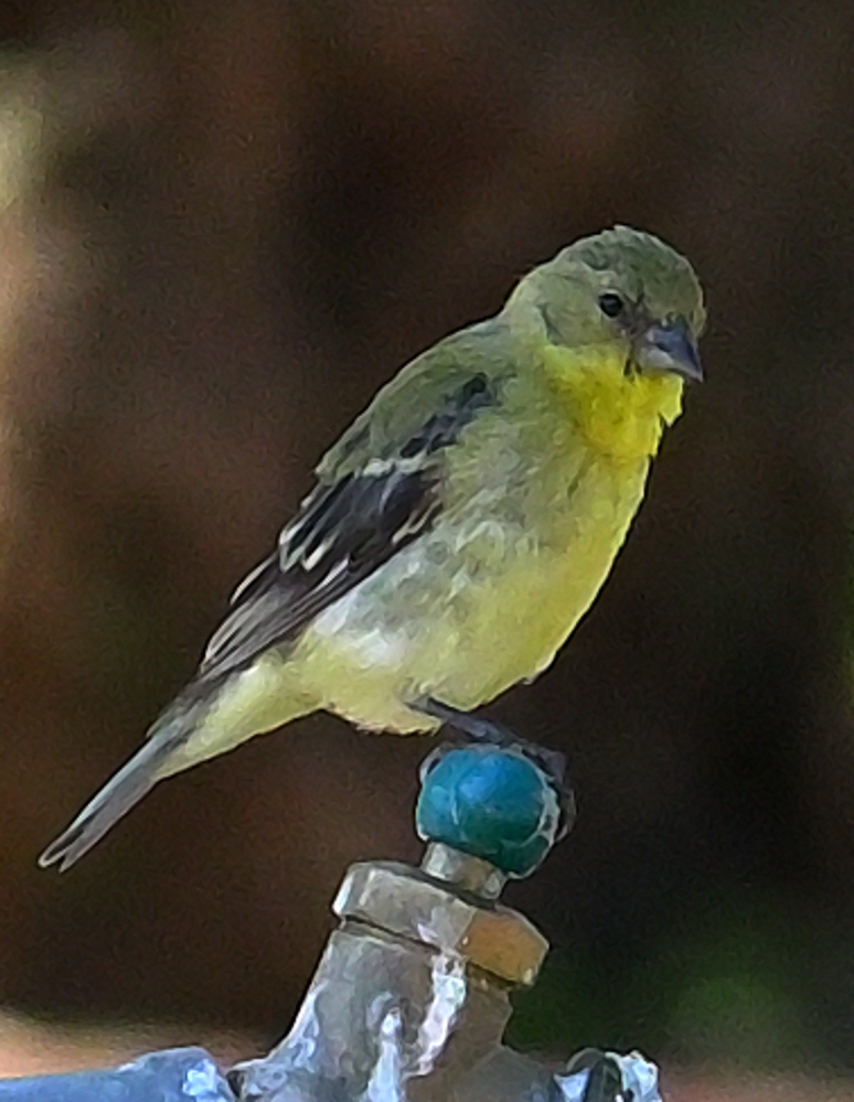 ROY_0750.JPG