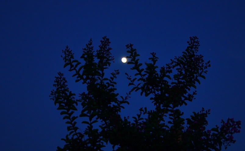 ROY_0753.JPG
