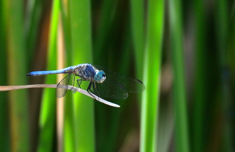 ROY_0807.JPG