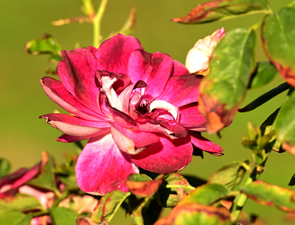 ROY_0845.JPG
