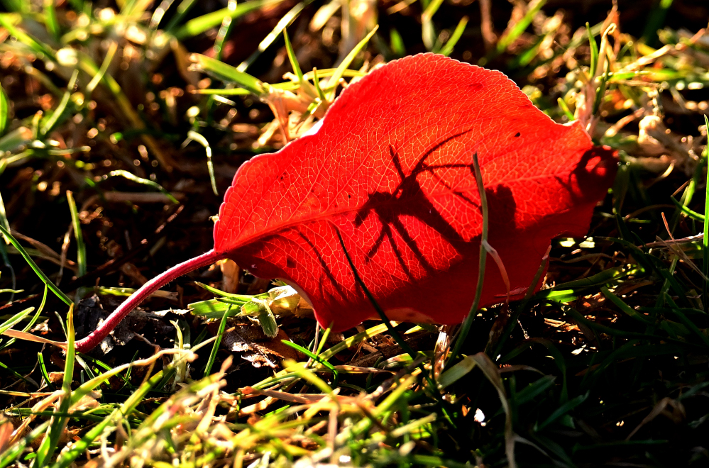 ROY_0855.JPG