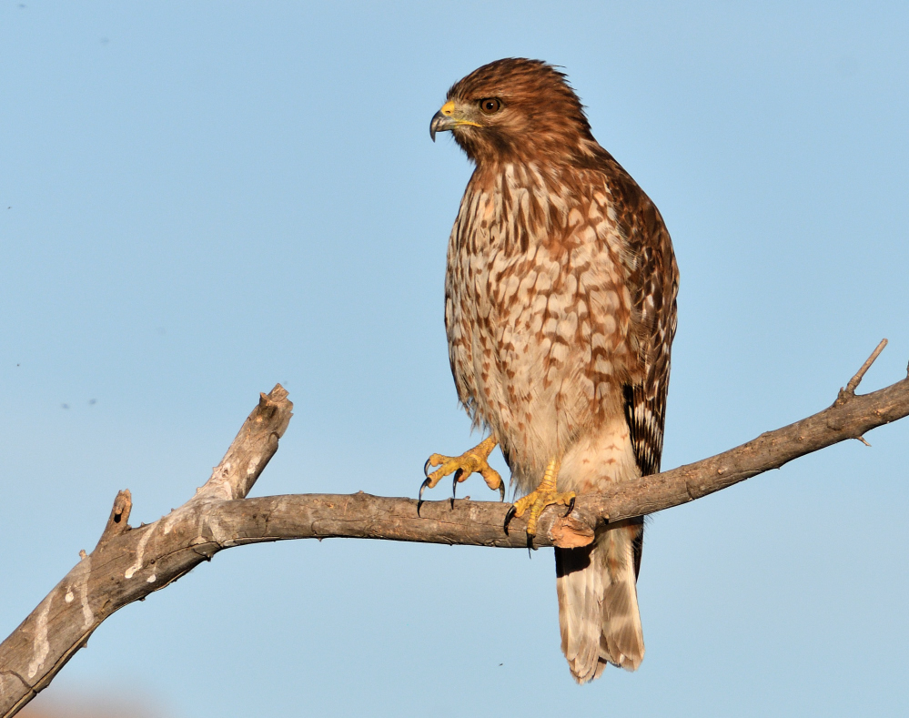 ROY_0873.JPG