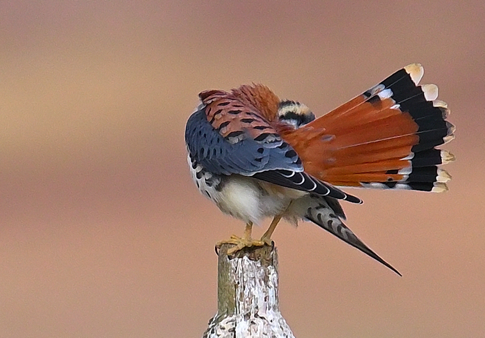 ROY_0877.JPG