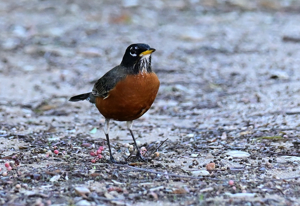 ROY_0886.JPG