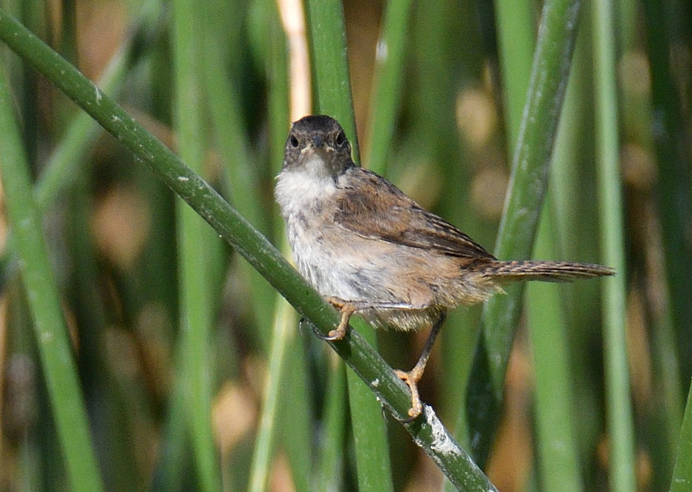 ROY_1113.JPG