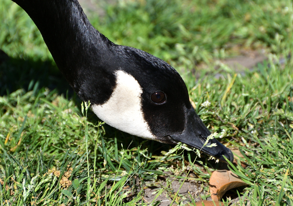 ROY_1164.JPG