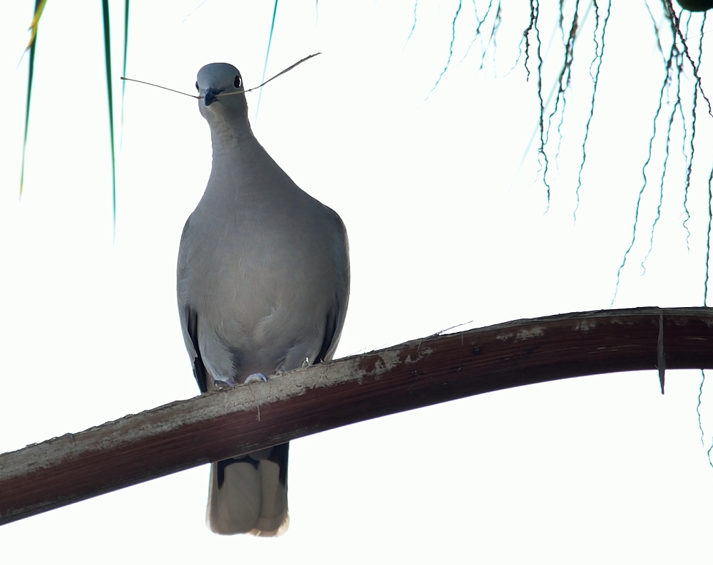 ROY_1207.JPG