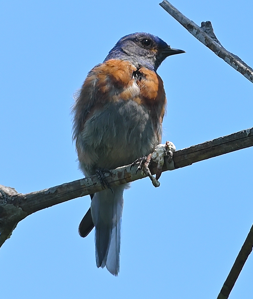 ROY_1207.JPG