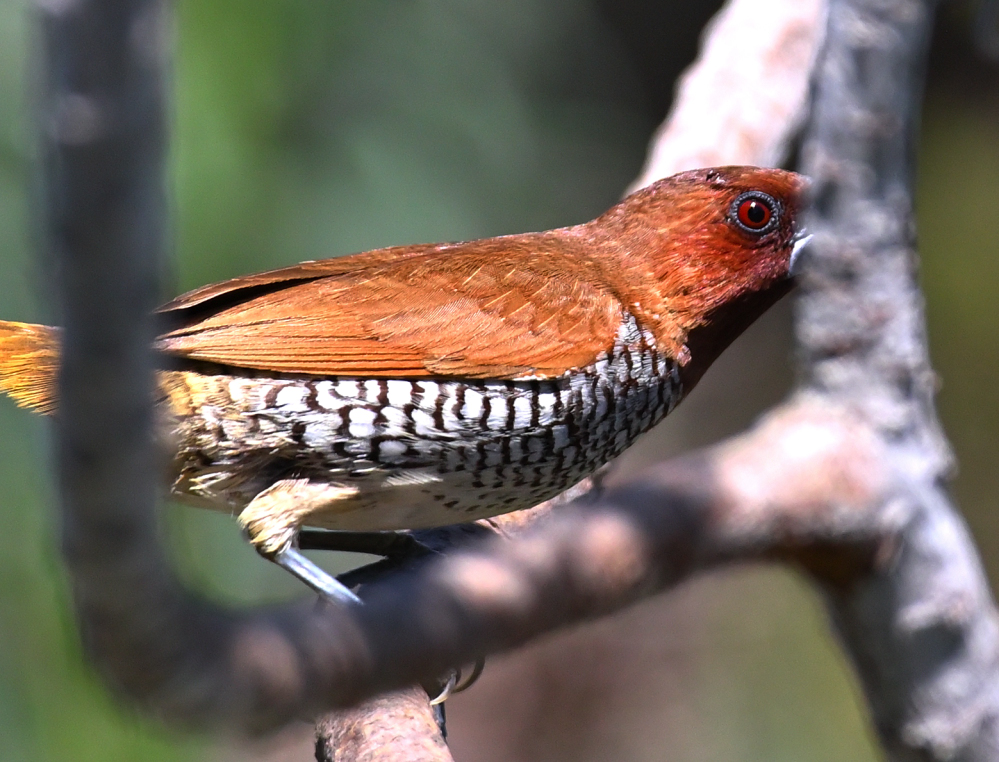ROY_1294.JPG