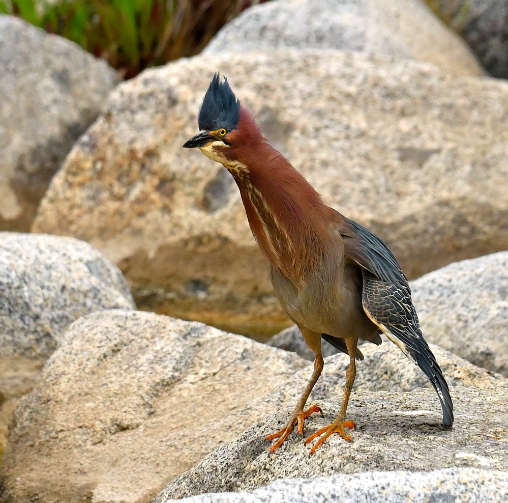 ROY_1342.JPG