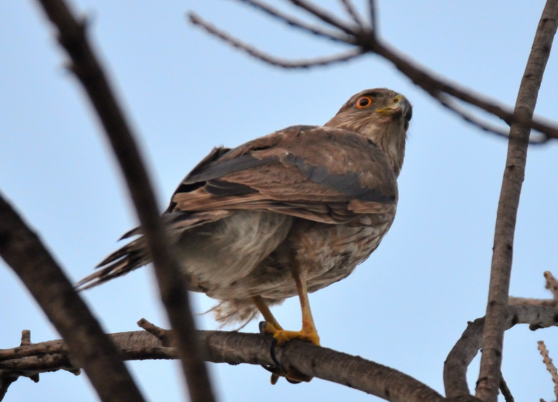 ROY_1480.JPG