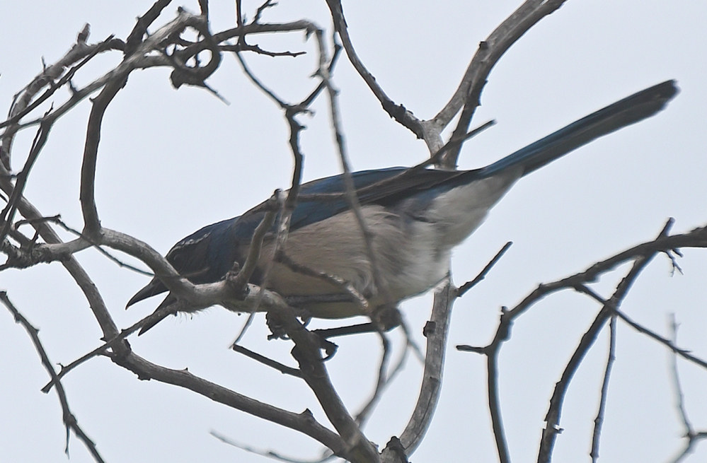 ROY_1589.JPG