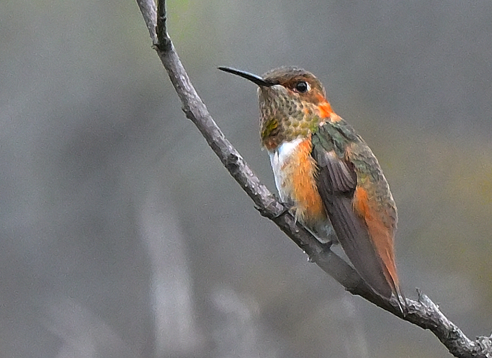 ROY_1605.JPG