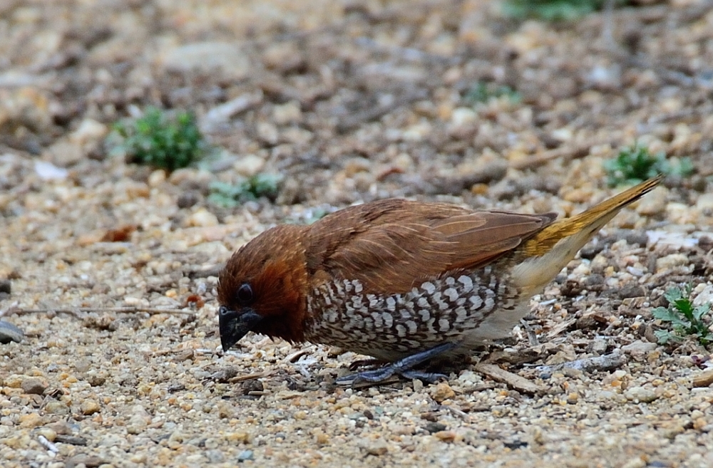ROY_1640.JPG