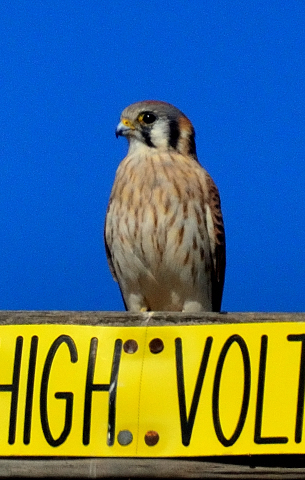 ROY_1725.JPG