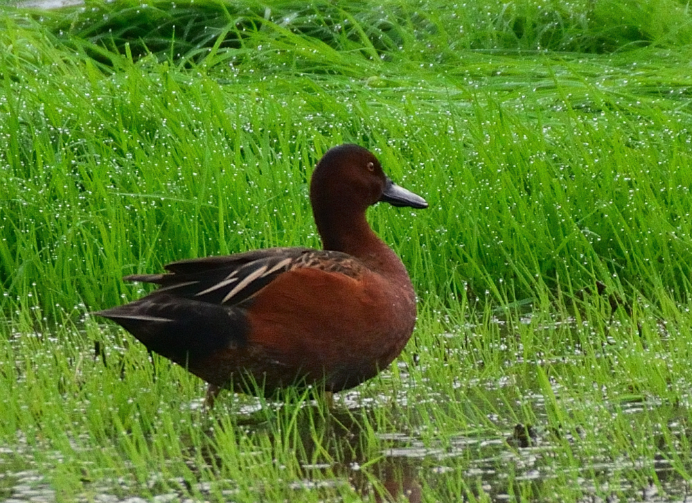 ROY_1734.JPG