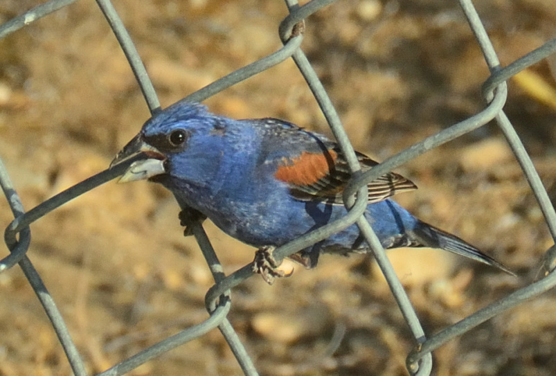 ROY_1958.JPG