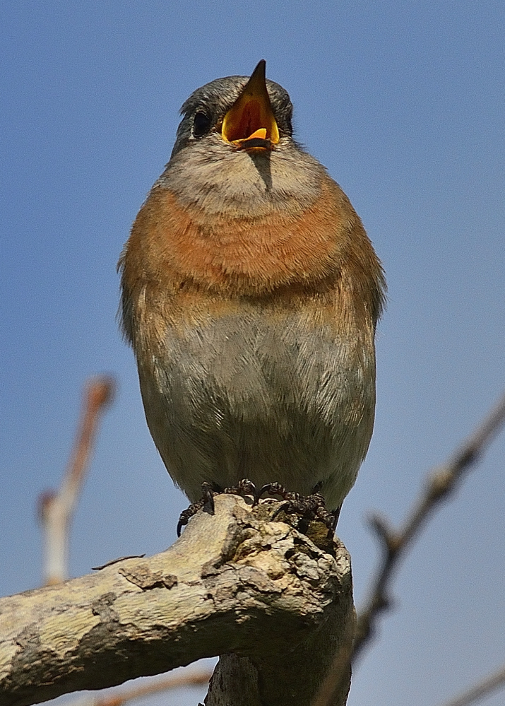 ROY_2059.JPG
