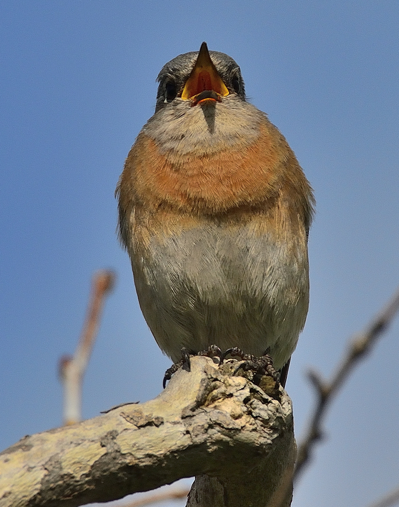 ROY_2062.JPG