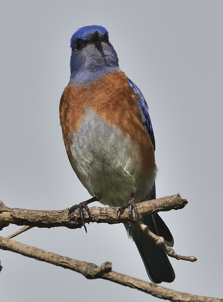 ROY_2077.JPG