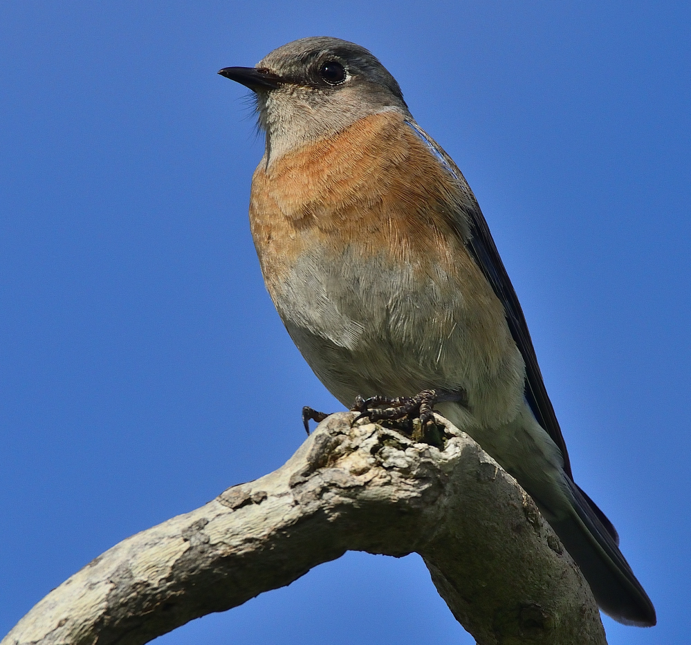 ROY_2080.JPG