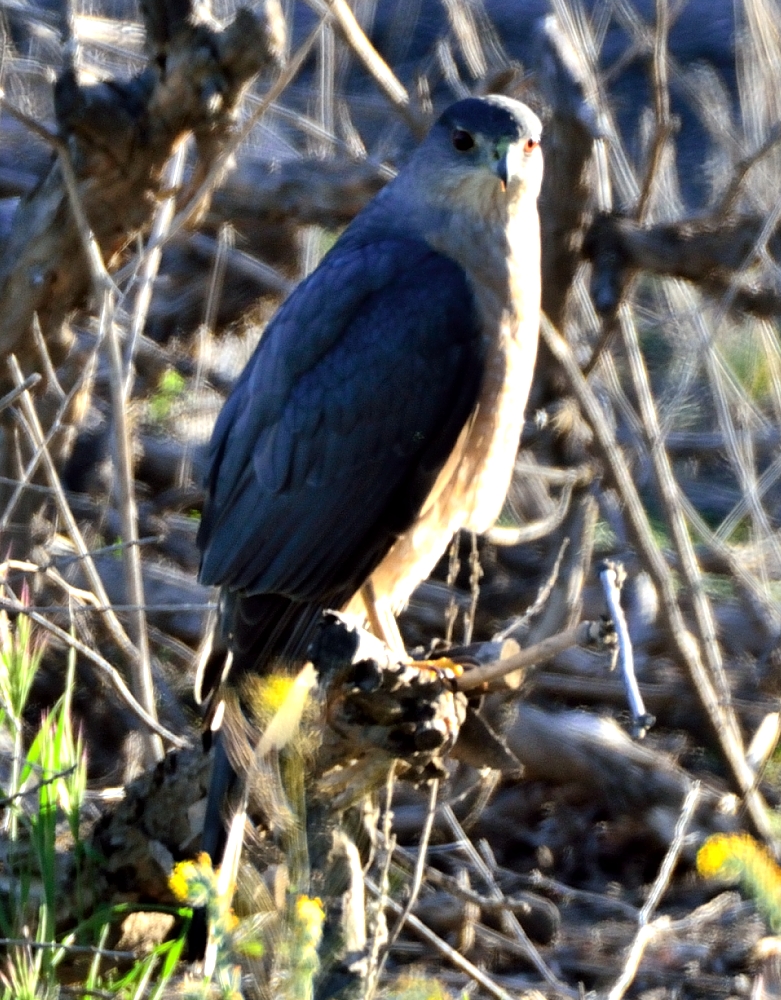 ROY_2190.JPG