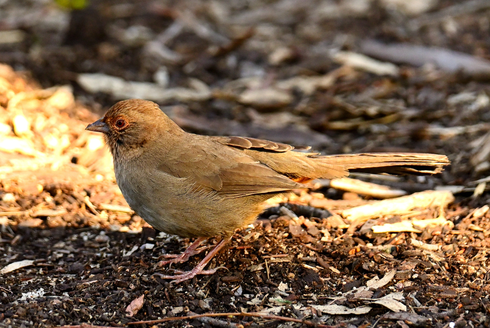 ROY_2241.JPG