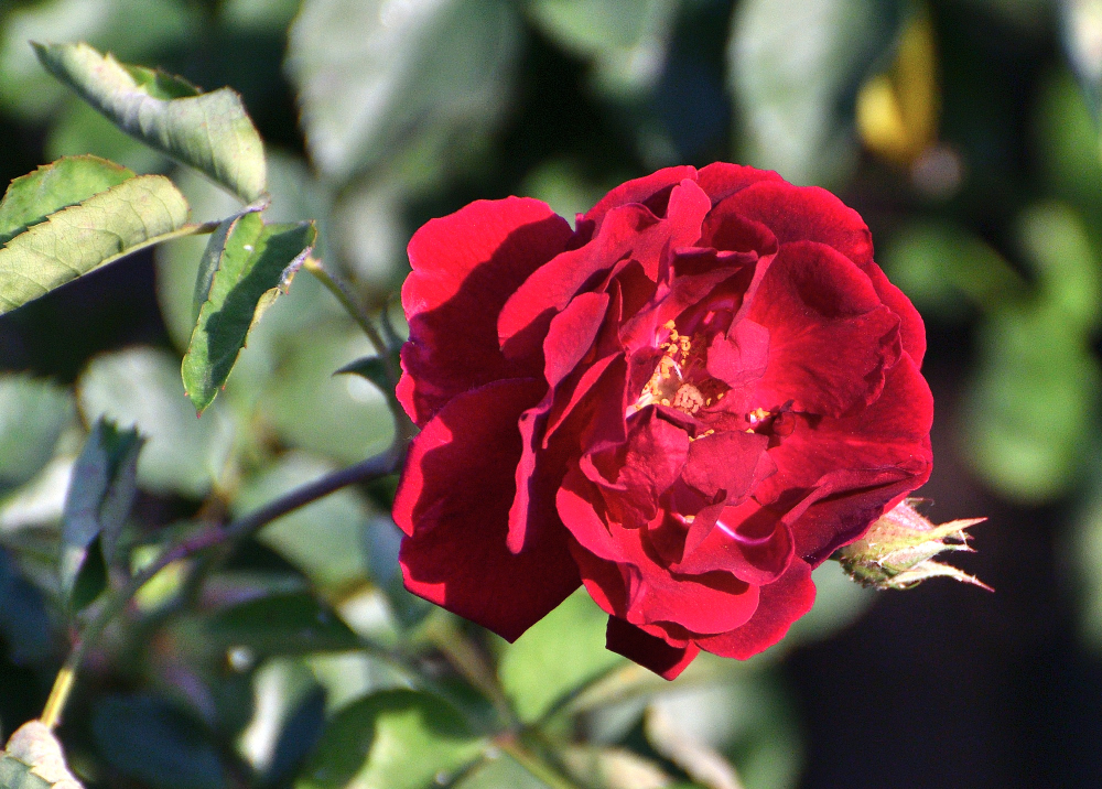 ROY_2305.JPG