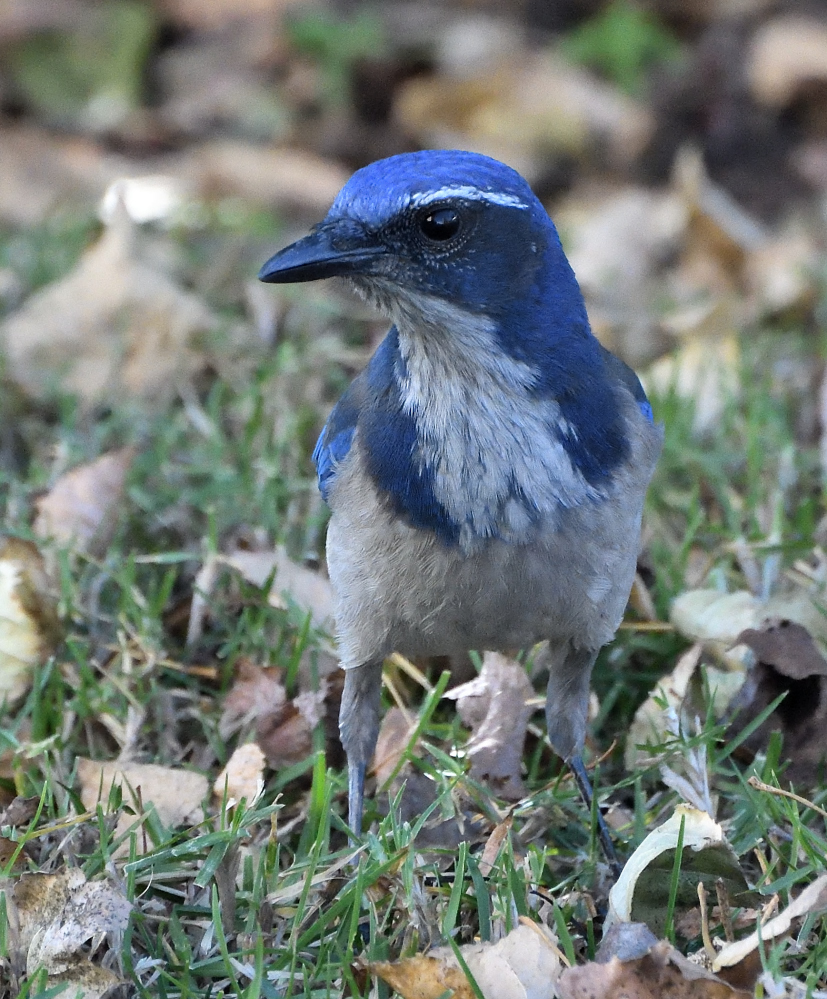 ROY_2538.JPG