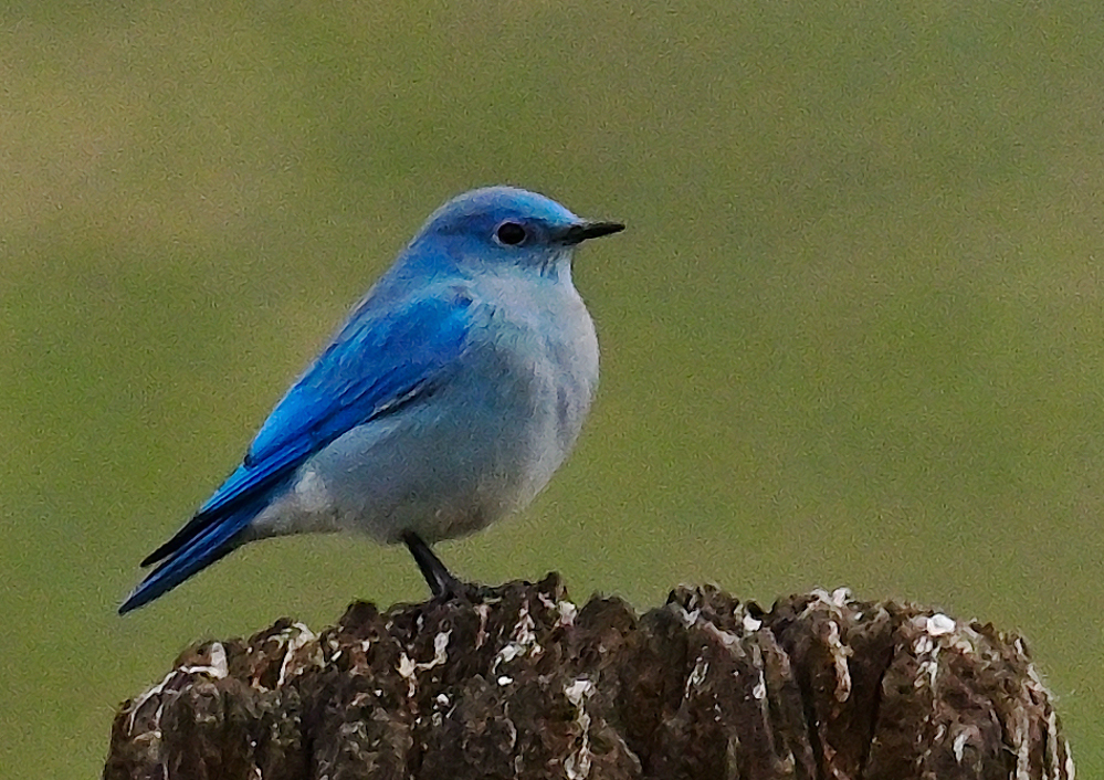 ROY_2658.JPG