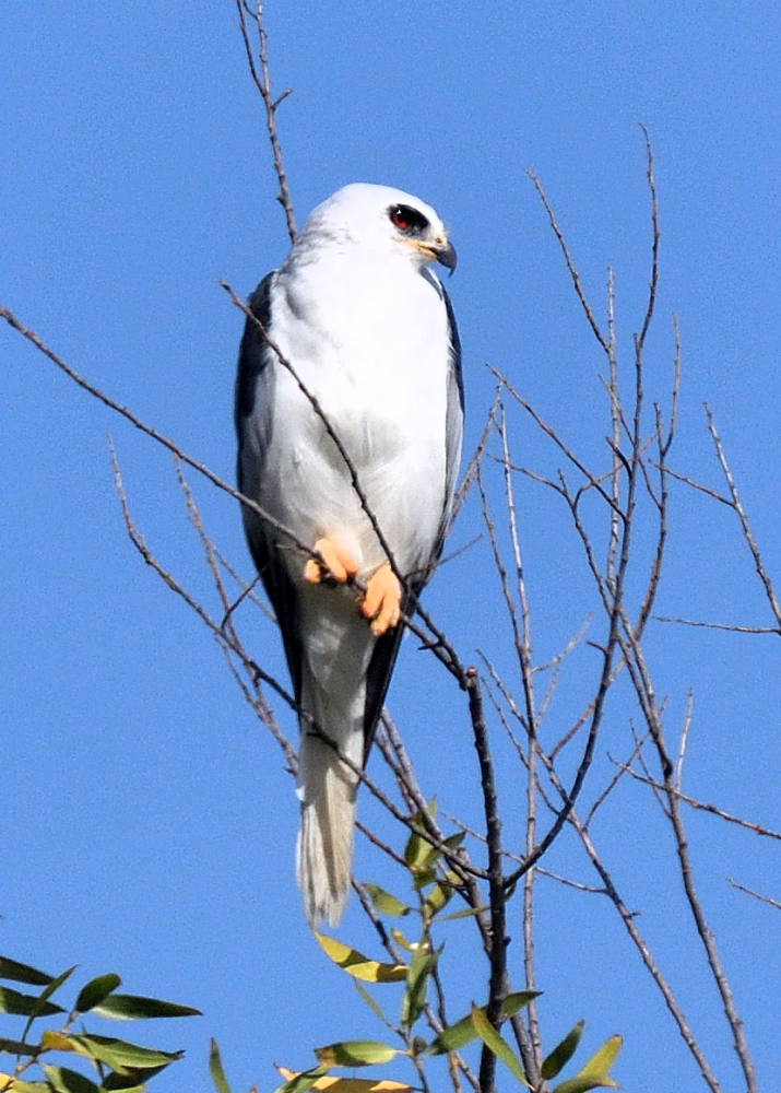 ROY_2659.JPG