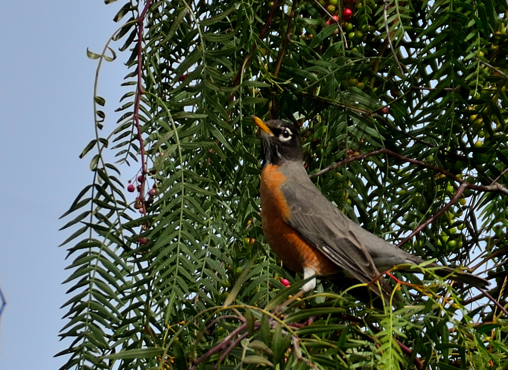 ROY_2706.JPG