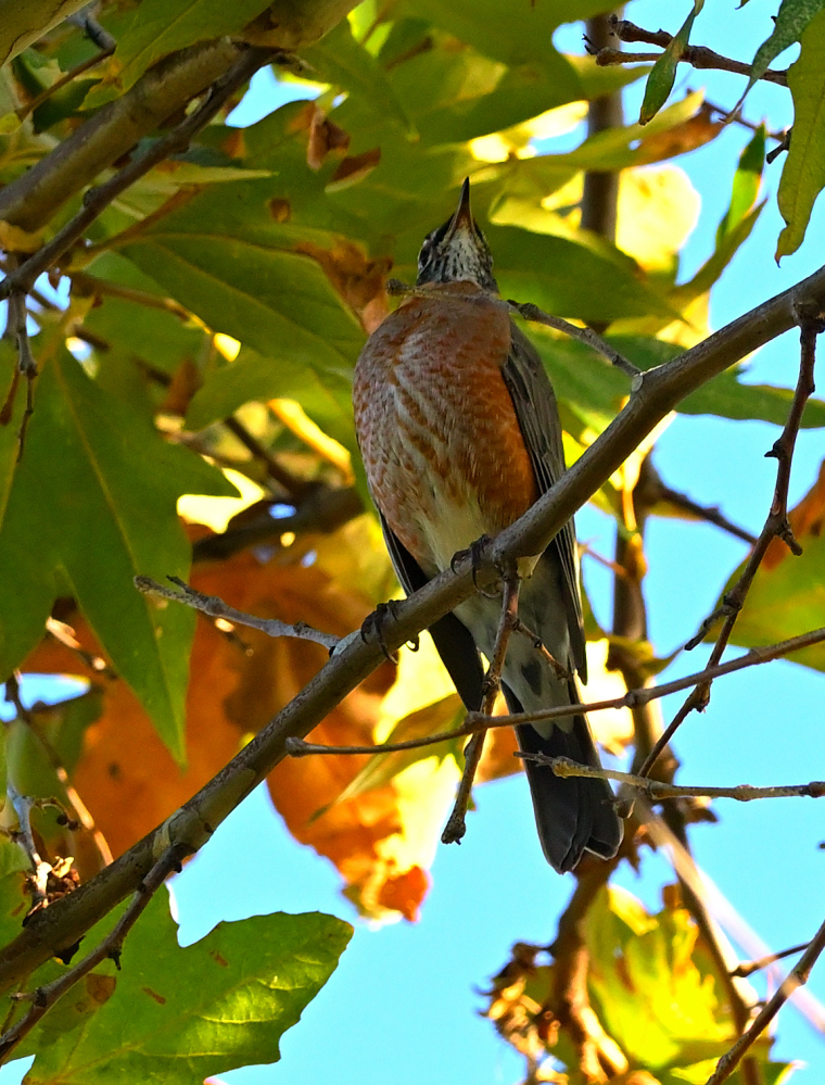 ROY_2728.JPG