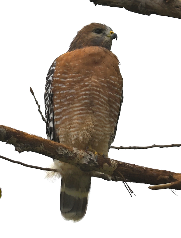ROY_2795.JPG