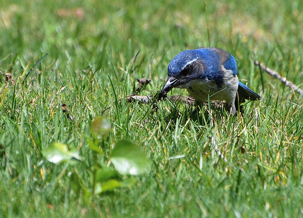 ROY_3004.JPG