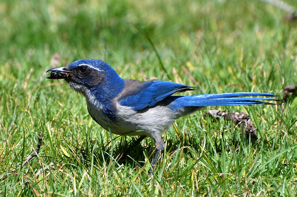 ROY_3013.JPG