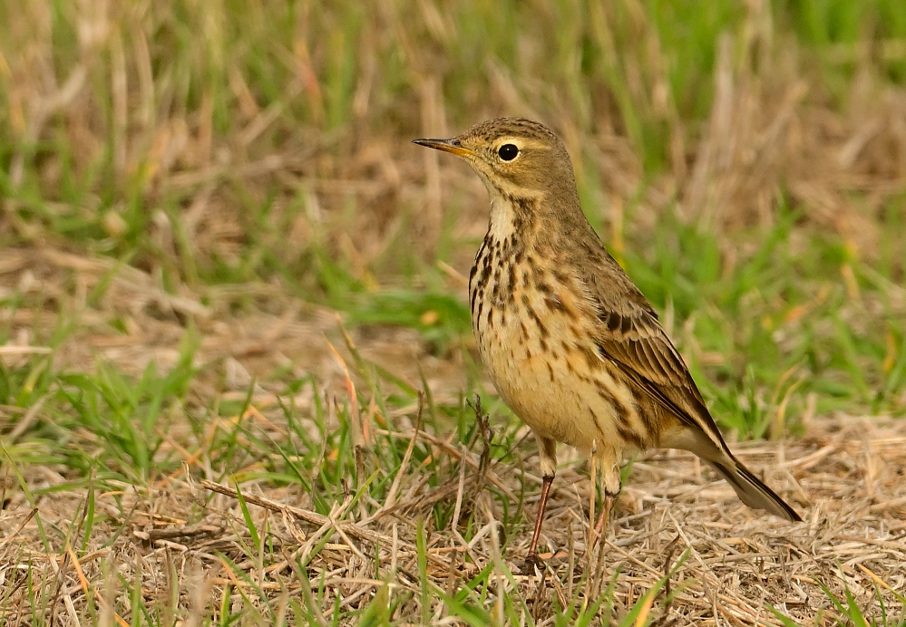ROY_3046.JPG