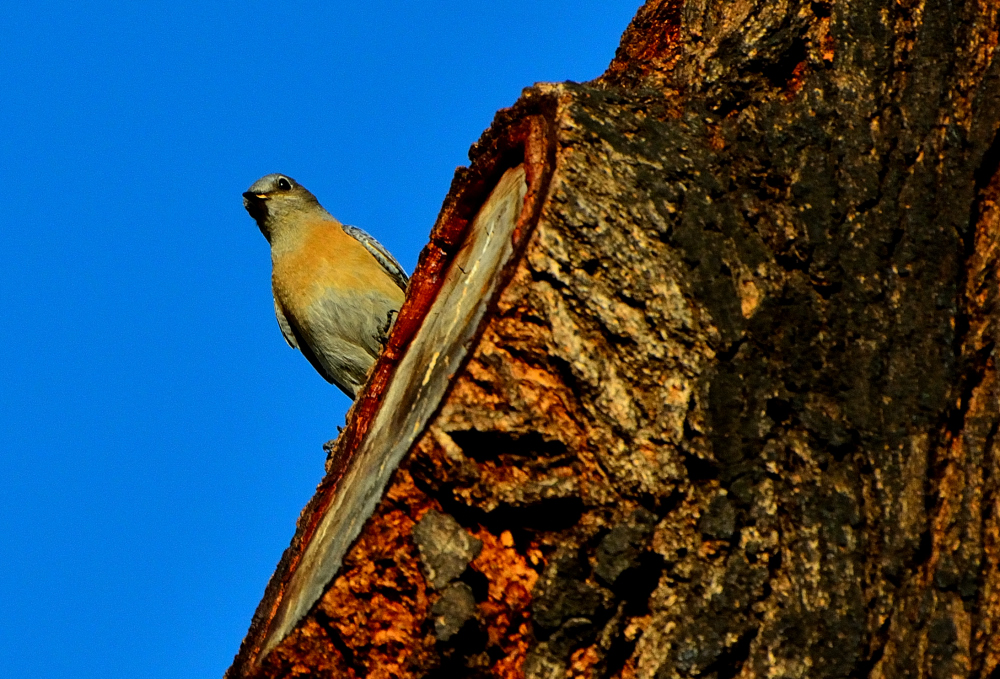 ROY_3050.JPG