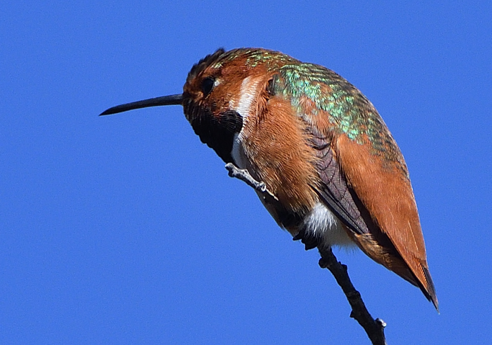 ROY_3157.JPG