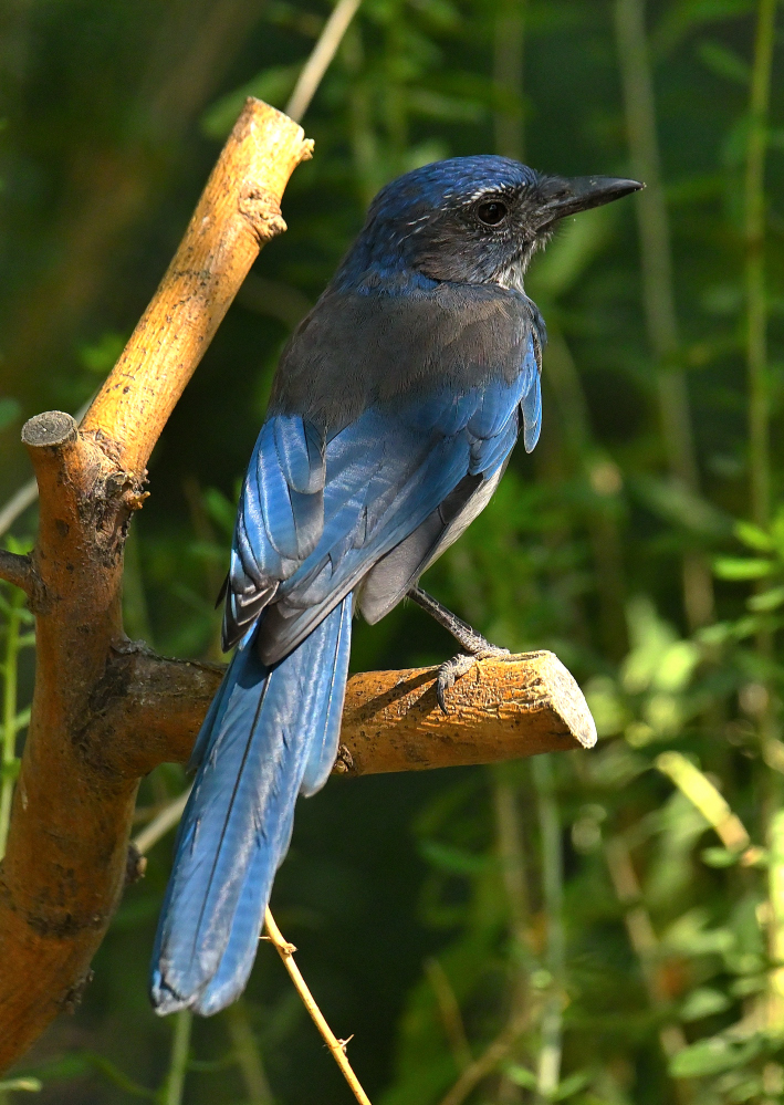 ROY_3162.JPG