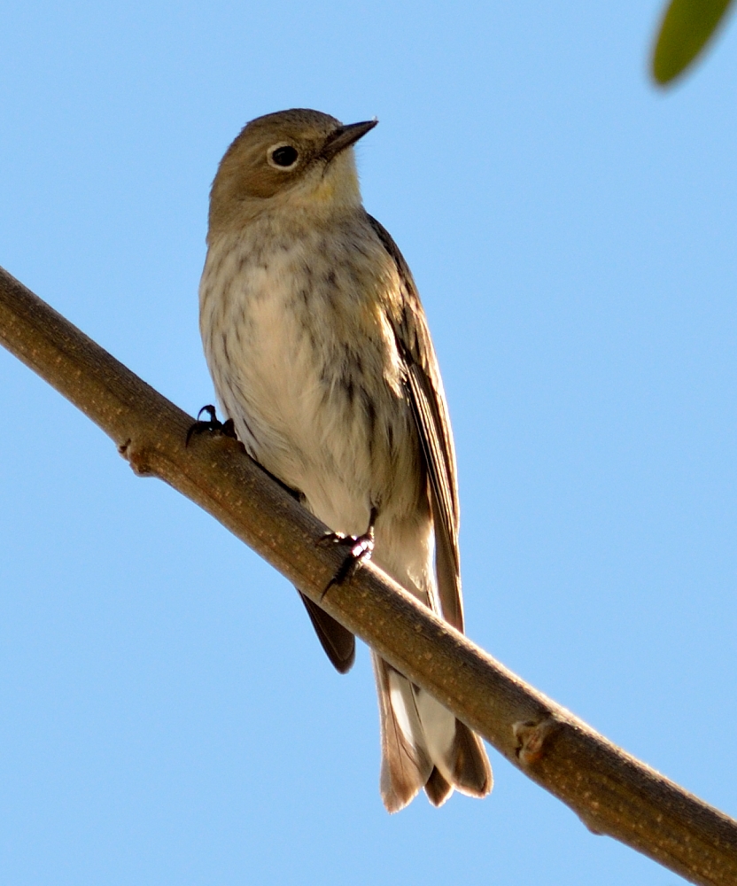 ROY_3200.JPG