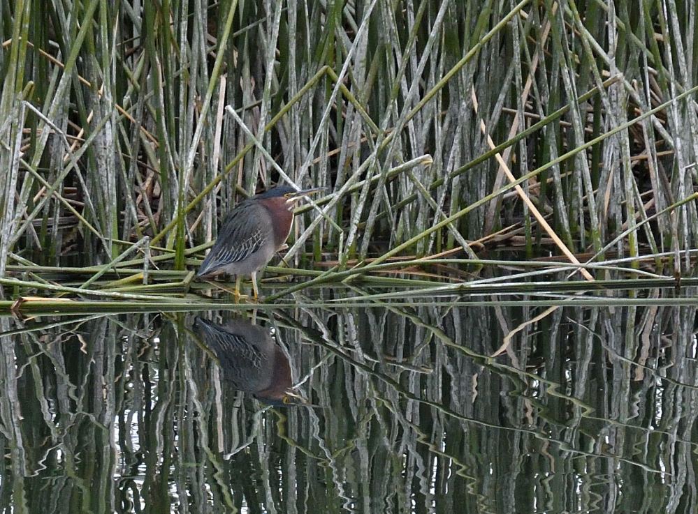 ROY_3305.JPG