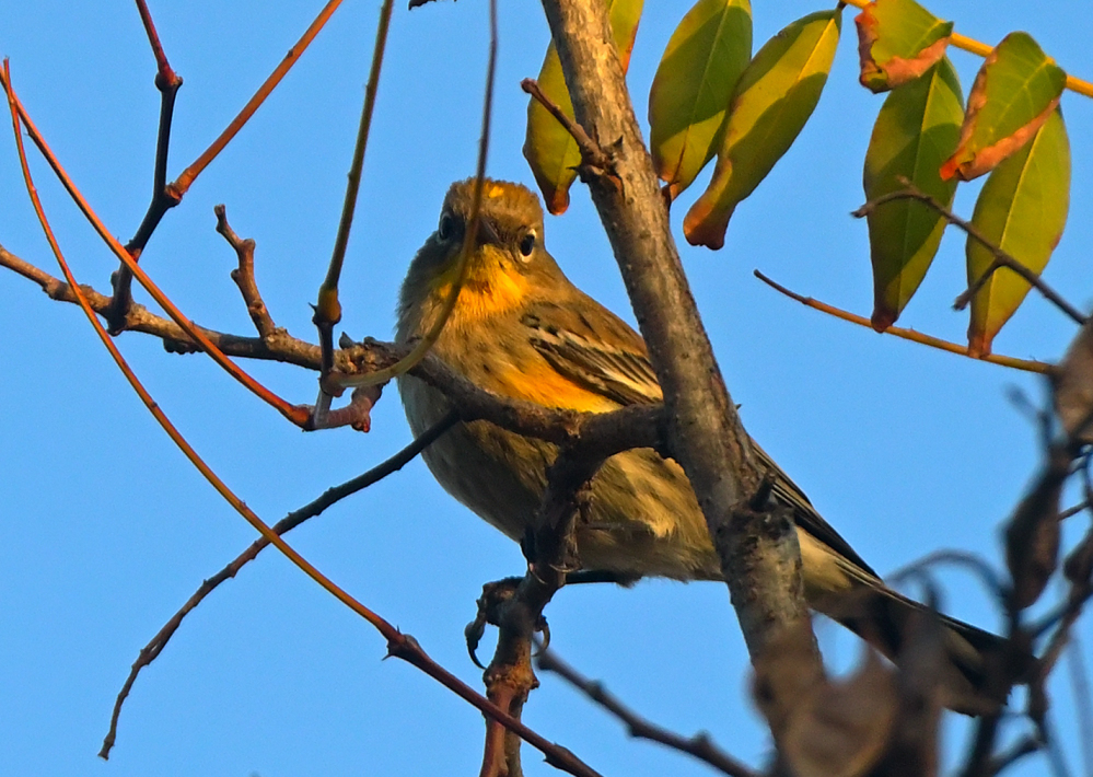 ROY_3431.JPG
